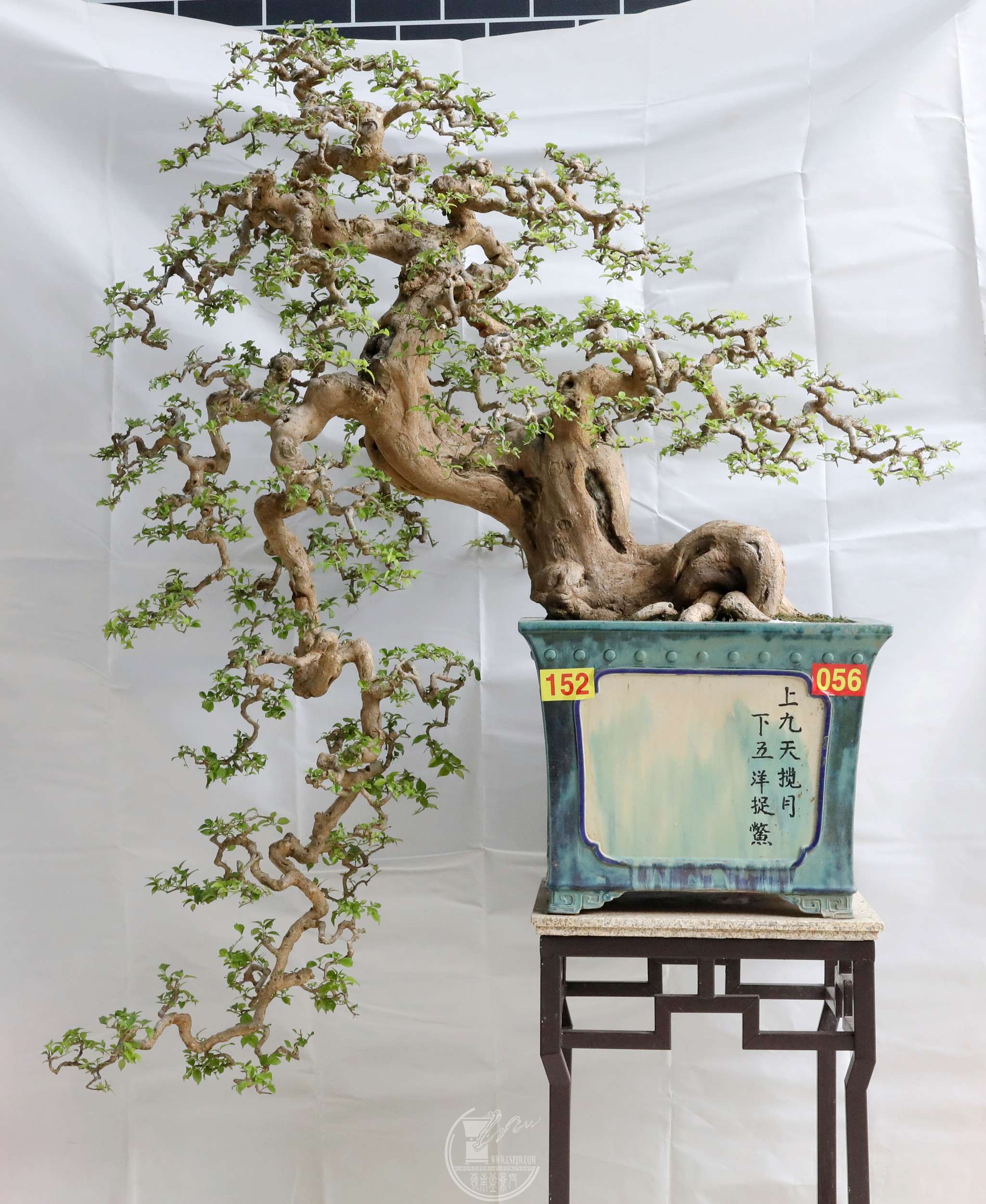 7152㶫Ϸ԰ע  ÷BG1A6731.jpg