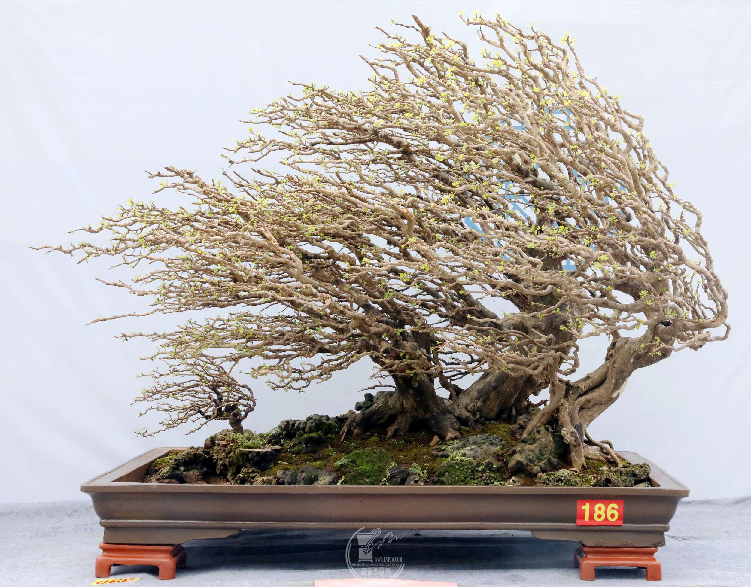 1066  衷 ĸʯBG1A6778.jpg