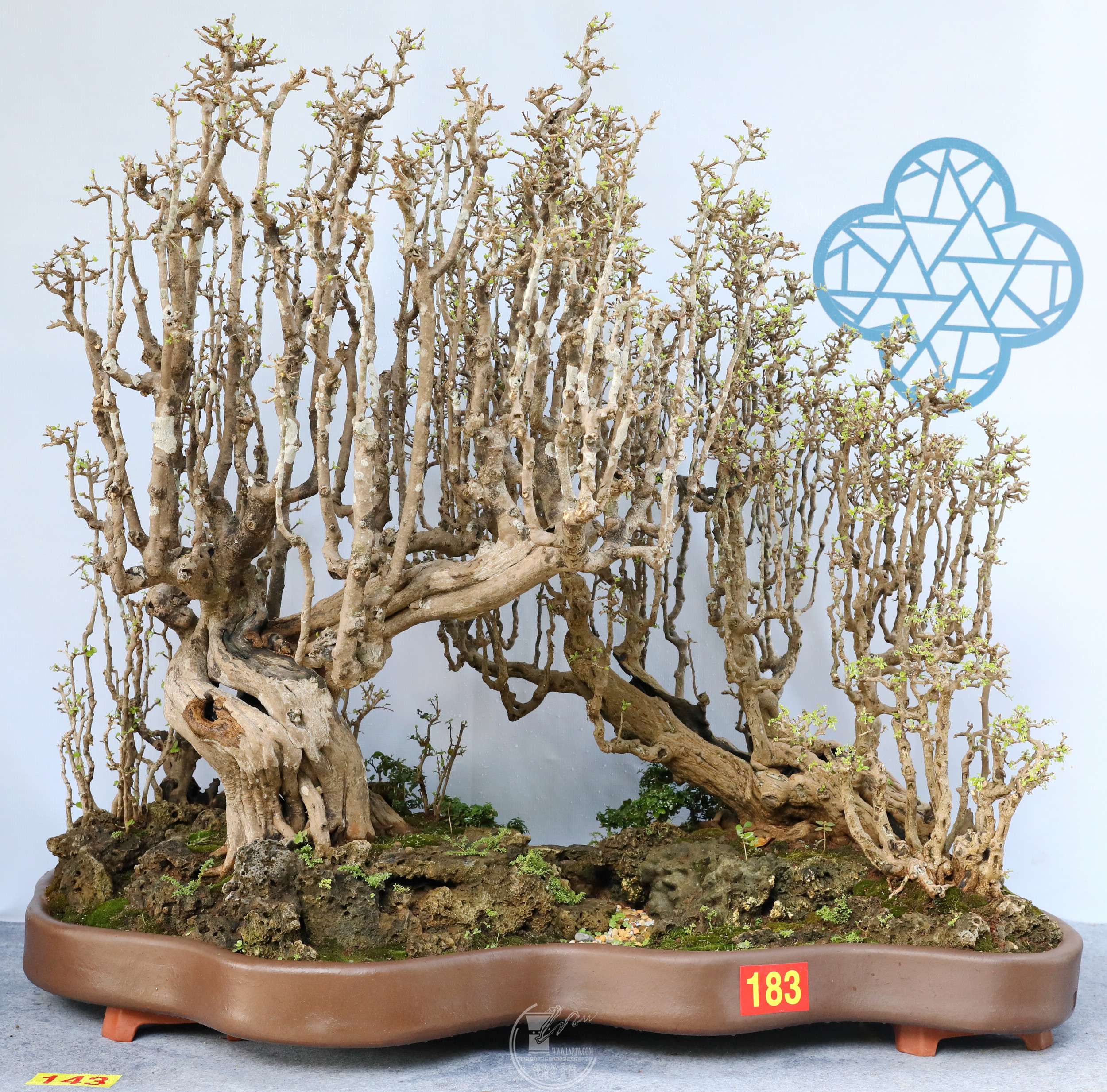 15143  ١ ZʯBG1A6587.jpg