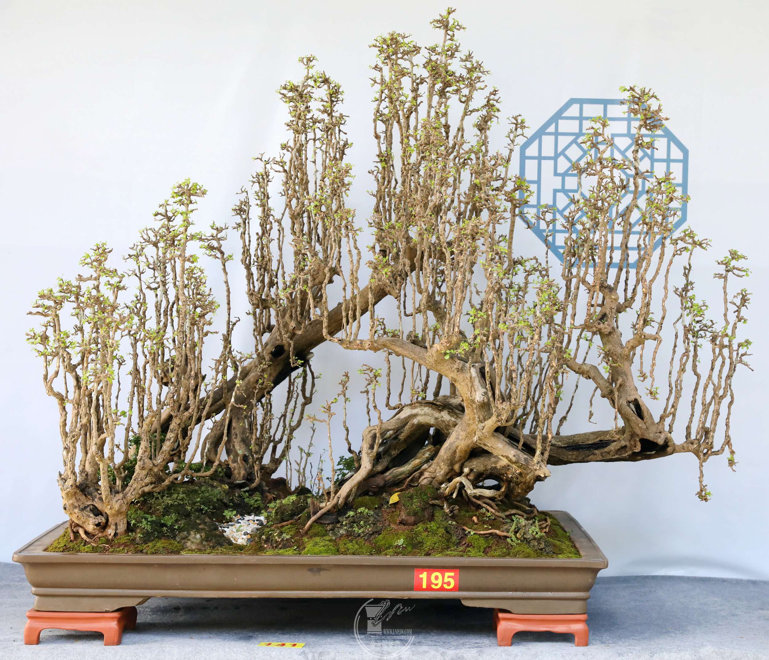 18141  ֡ ĸʯBG1A6591.jpg