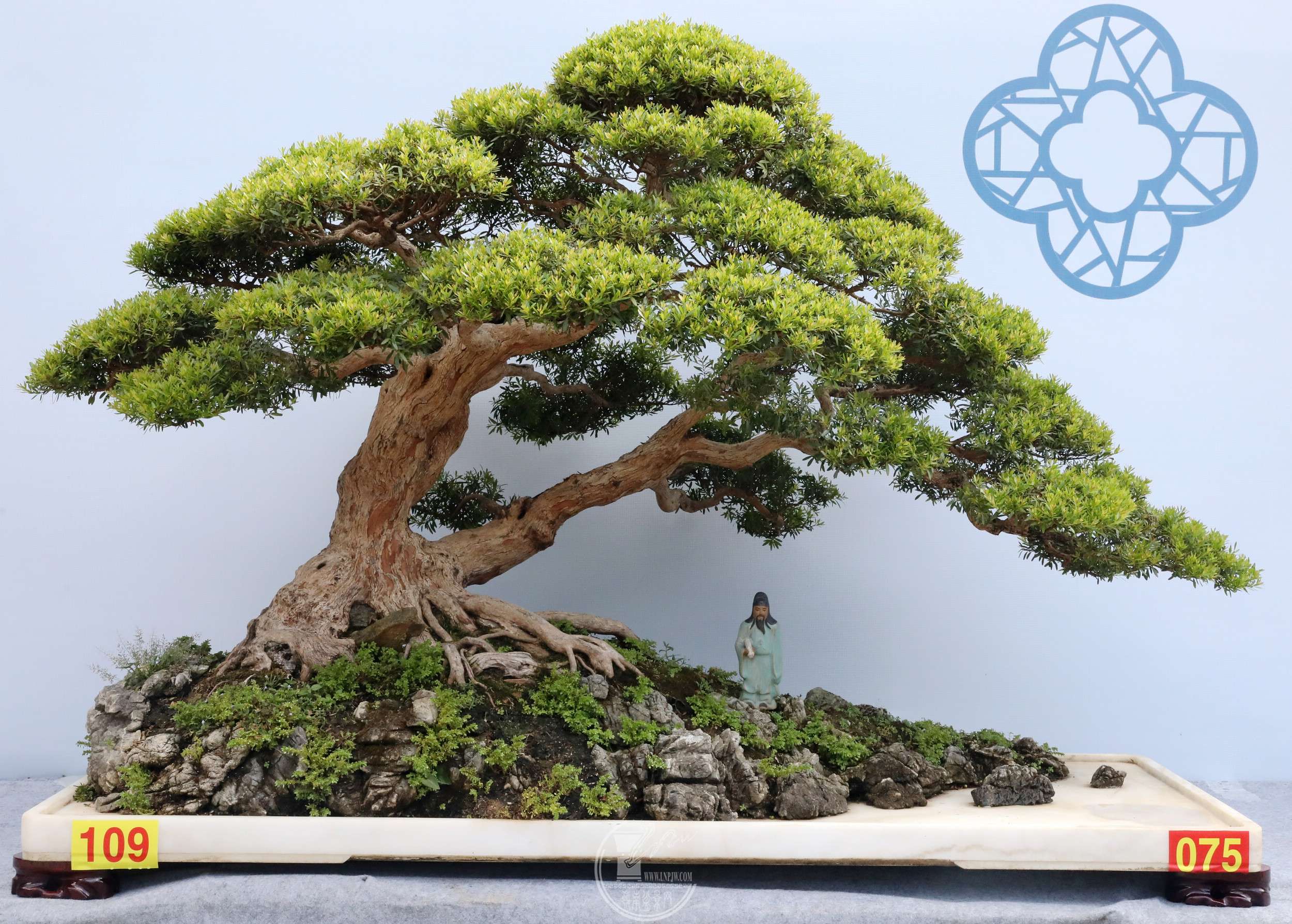 25109 Ҷʢ ľ BG1A6661.jpg