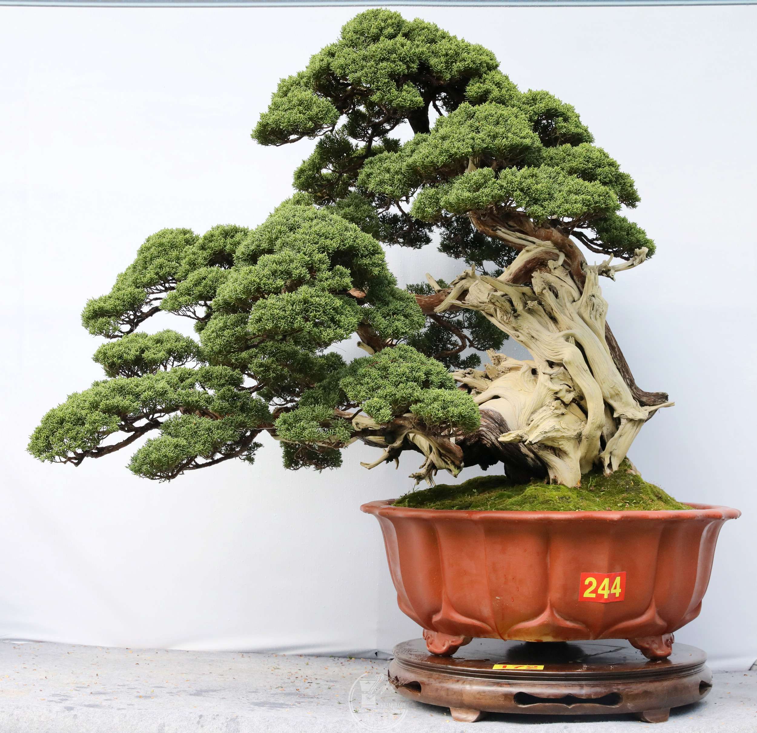 35172   BG1A6525.jpg