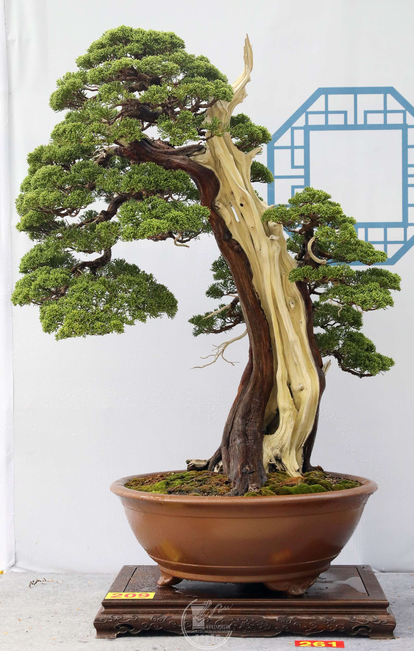 39209Ϻ    BG1A6442.jpg