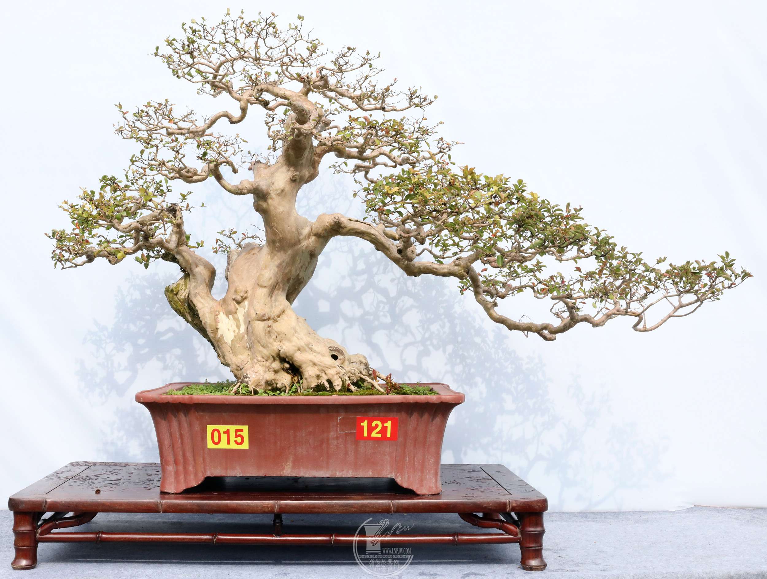 4315  ·硷 ޱBG1A6889.jpg