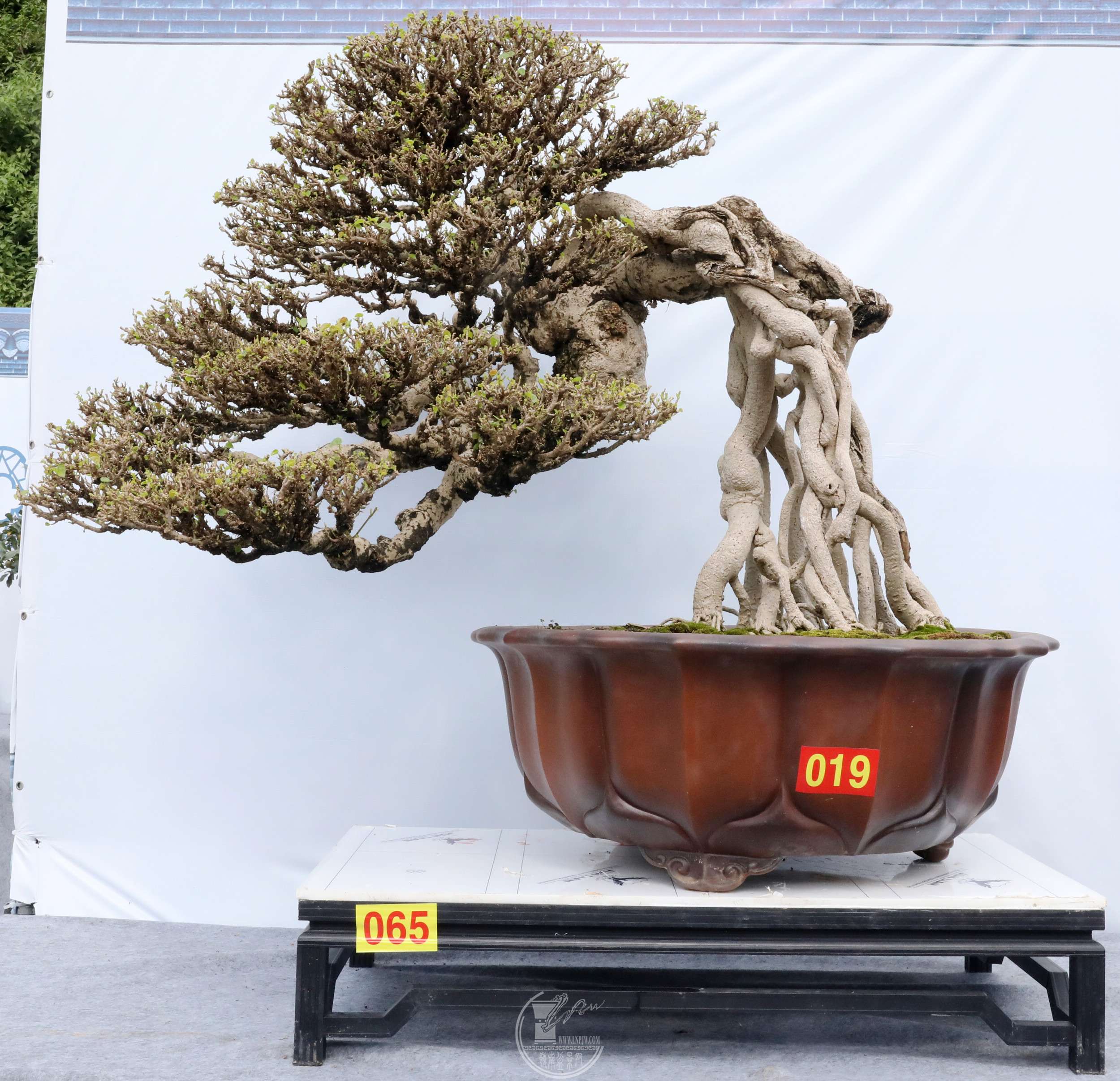 4665  ᵶò  BG1A6780.jpg