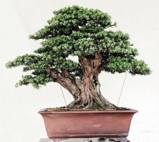 2013中国盆景拍卖会最贵一盆罗汉松估价150180万