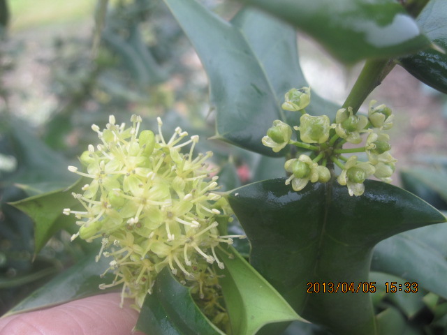 2013   4   8 045.jpg