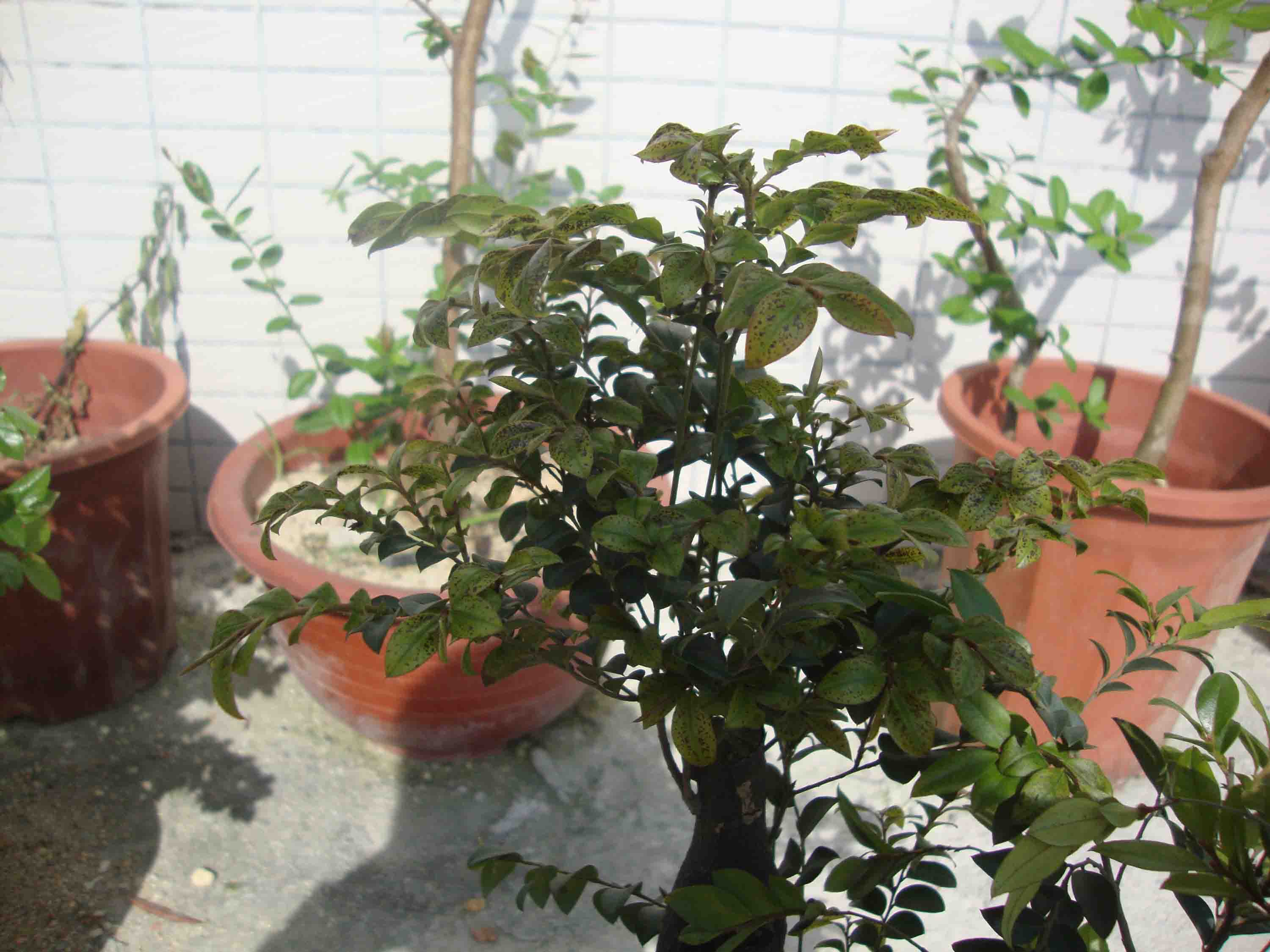 黑骨茶树掉叶子图片