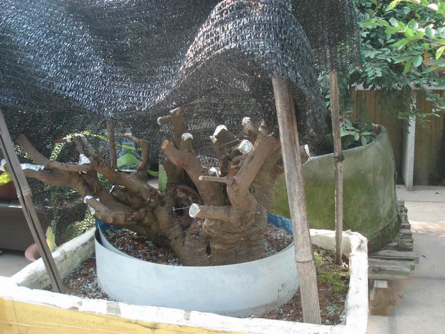 DSC00011.JPG