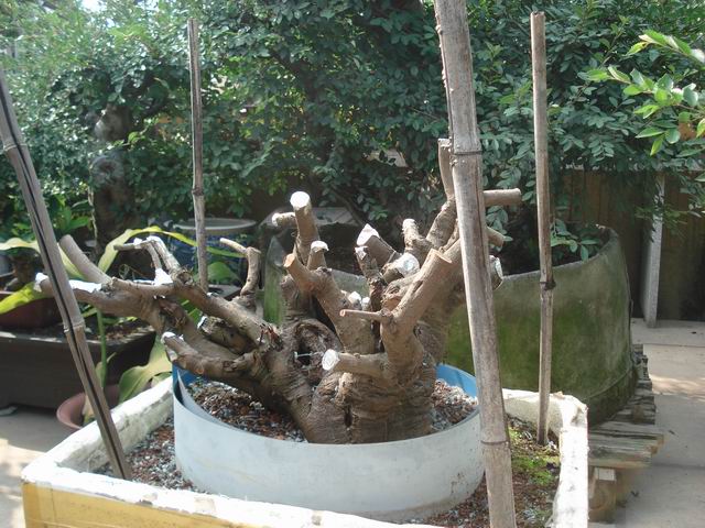 DSC00012.JPG
