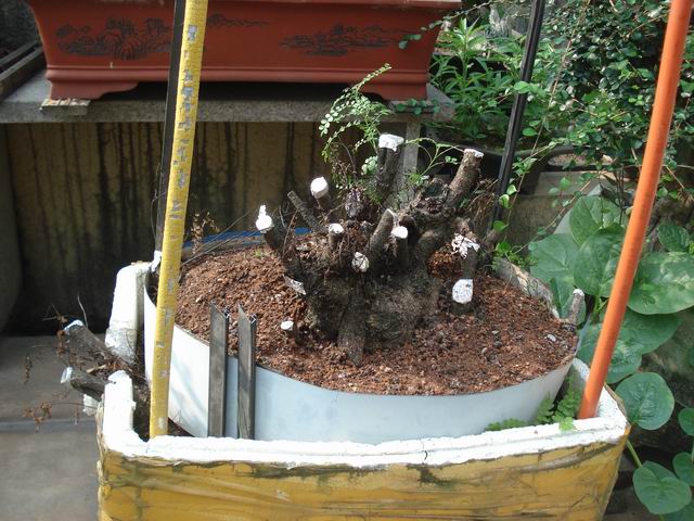 DSC00015.JPG