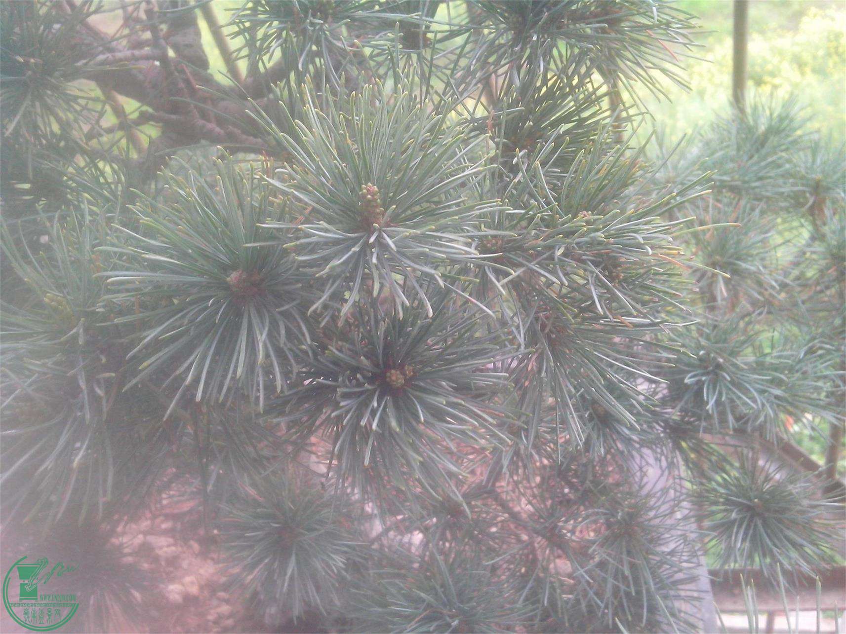 IMG20150402003.jpg