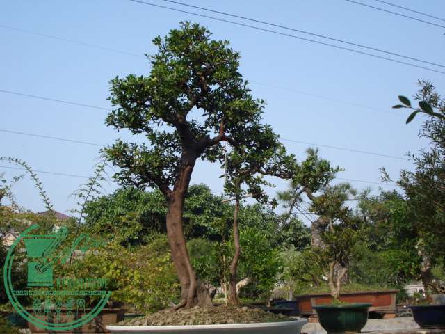 DSC01174.JPG