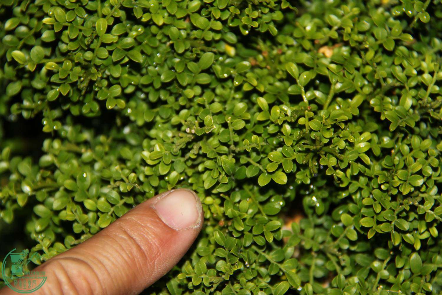 世界上最小的树叶图片图片