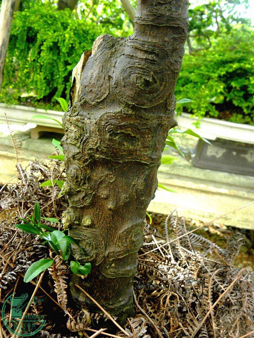 龙桔_广东新会古井崖山龙桔 - 盆景自由讲 - 岭南盆景网 - powered by