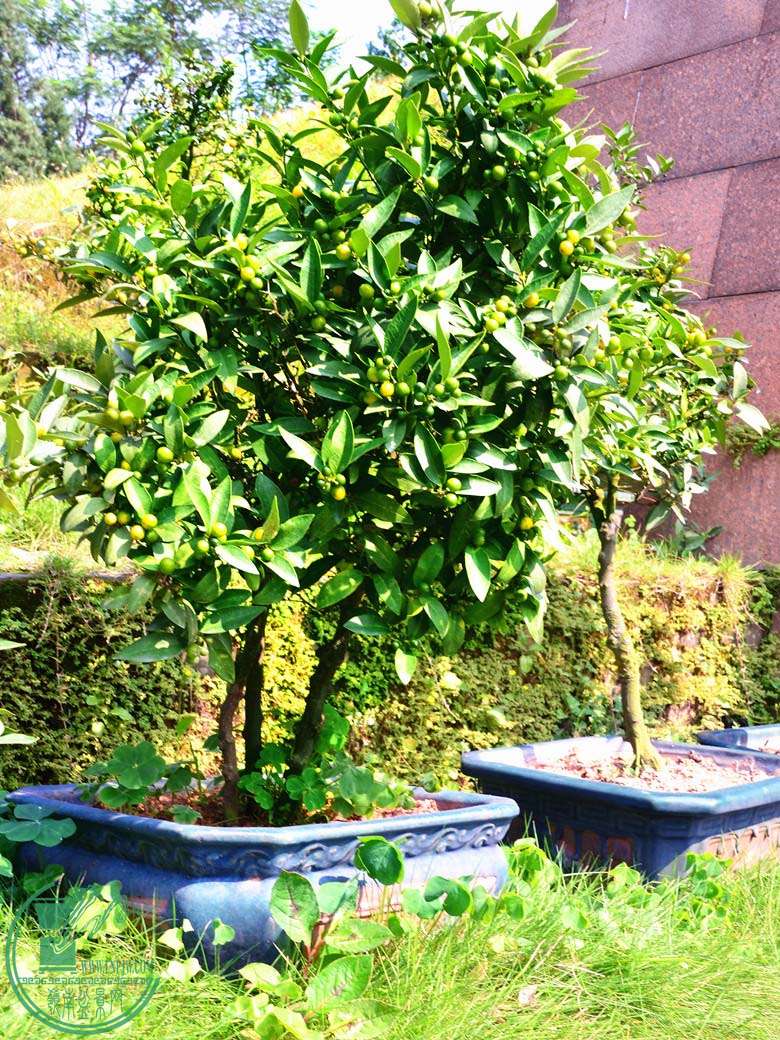 龙桔_广东新会古井崖山龙桔 - 盆景自由讲 - 岭南盆景网 - powered by