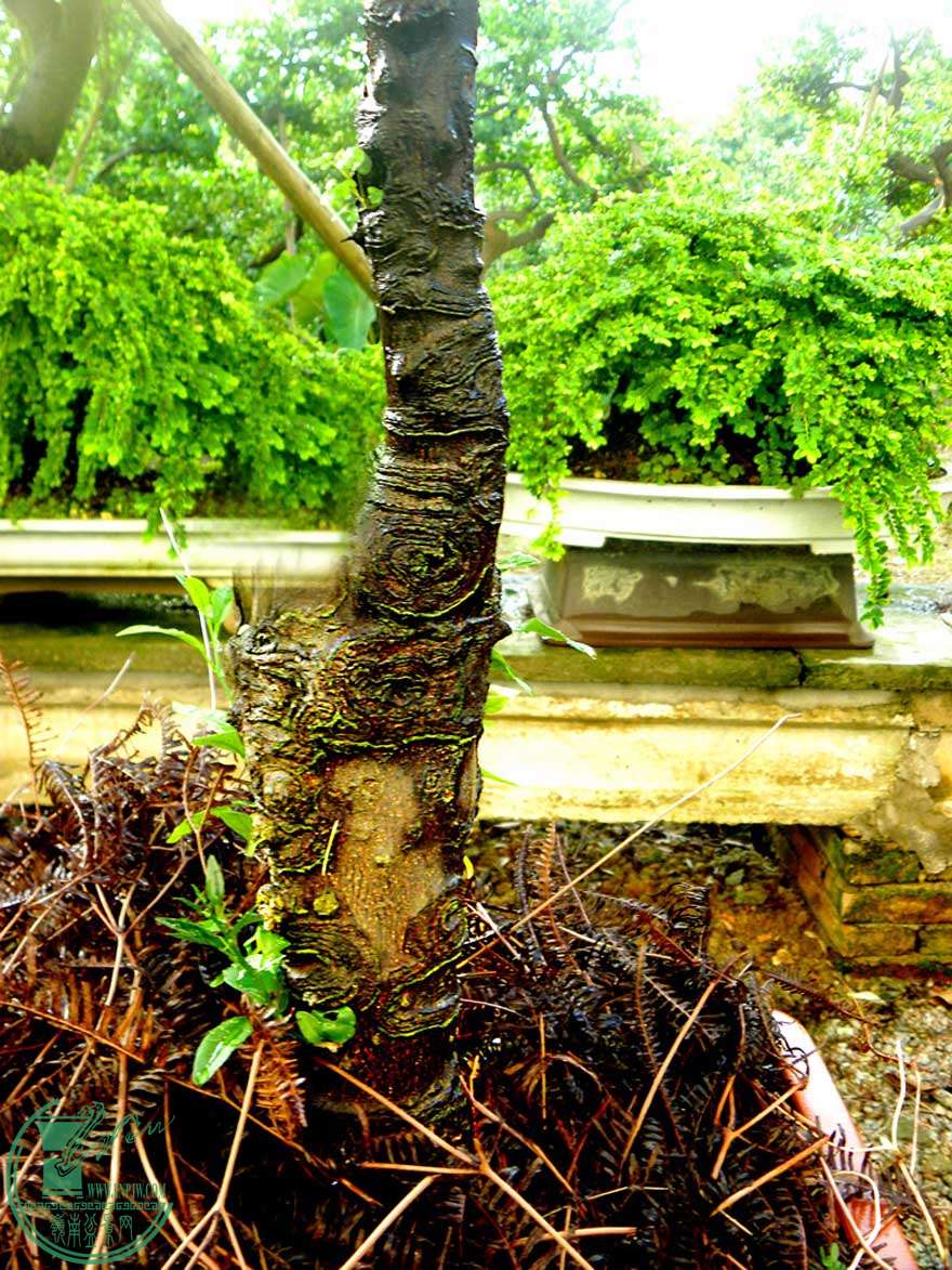 龙桔_广东新会古井崖山龙桔 - 盆景自由讲 - 岭南盆景网 - powered by