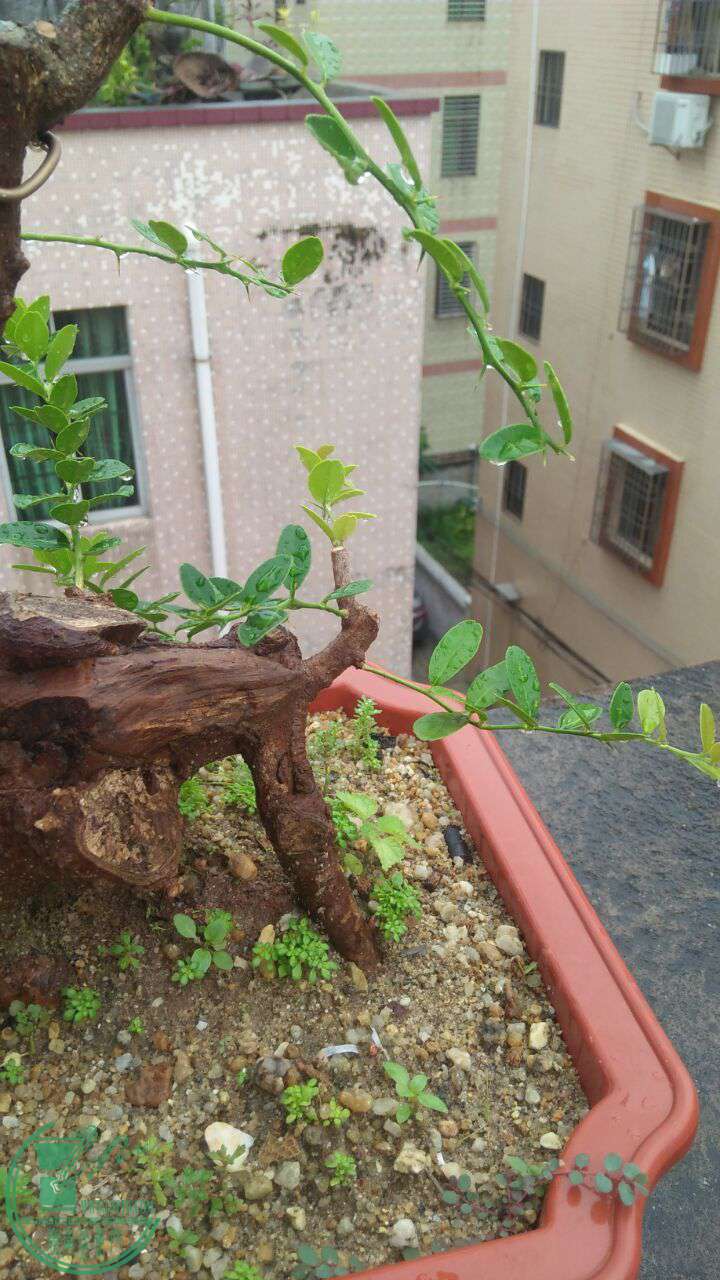 山桔200元省内包邮