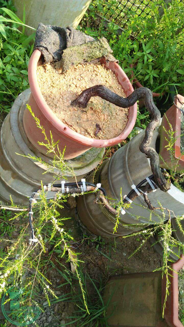 代友出棵岗松2000元省内包邮