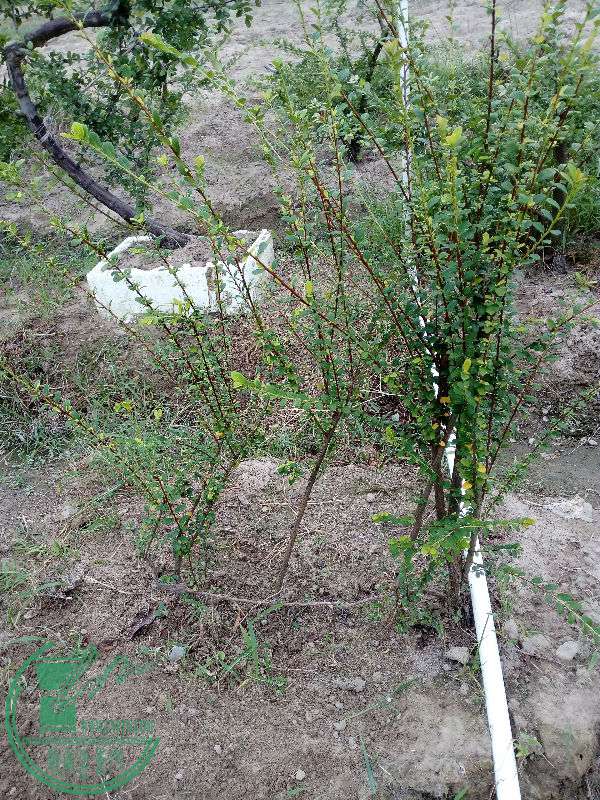 熟桩桥林山格木300元包邮