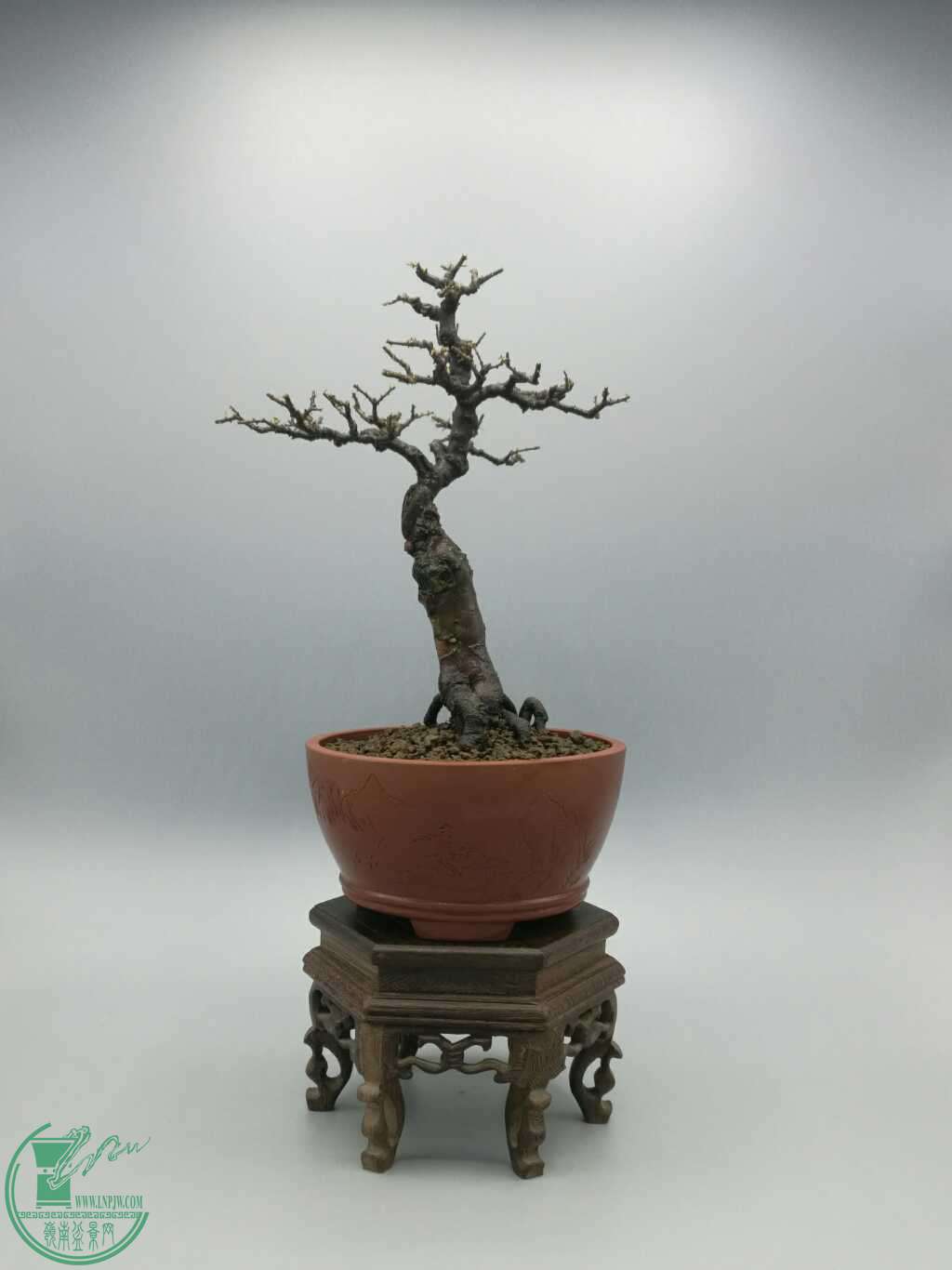 一棵精品小雀梅