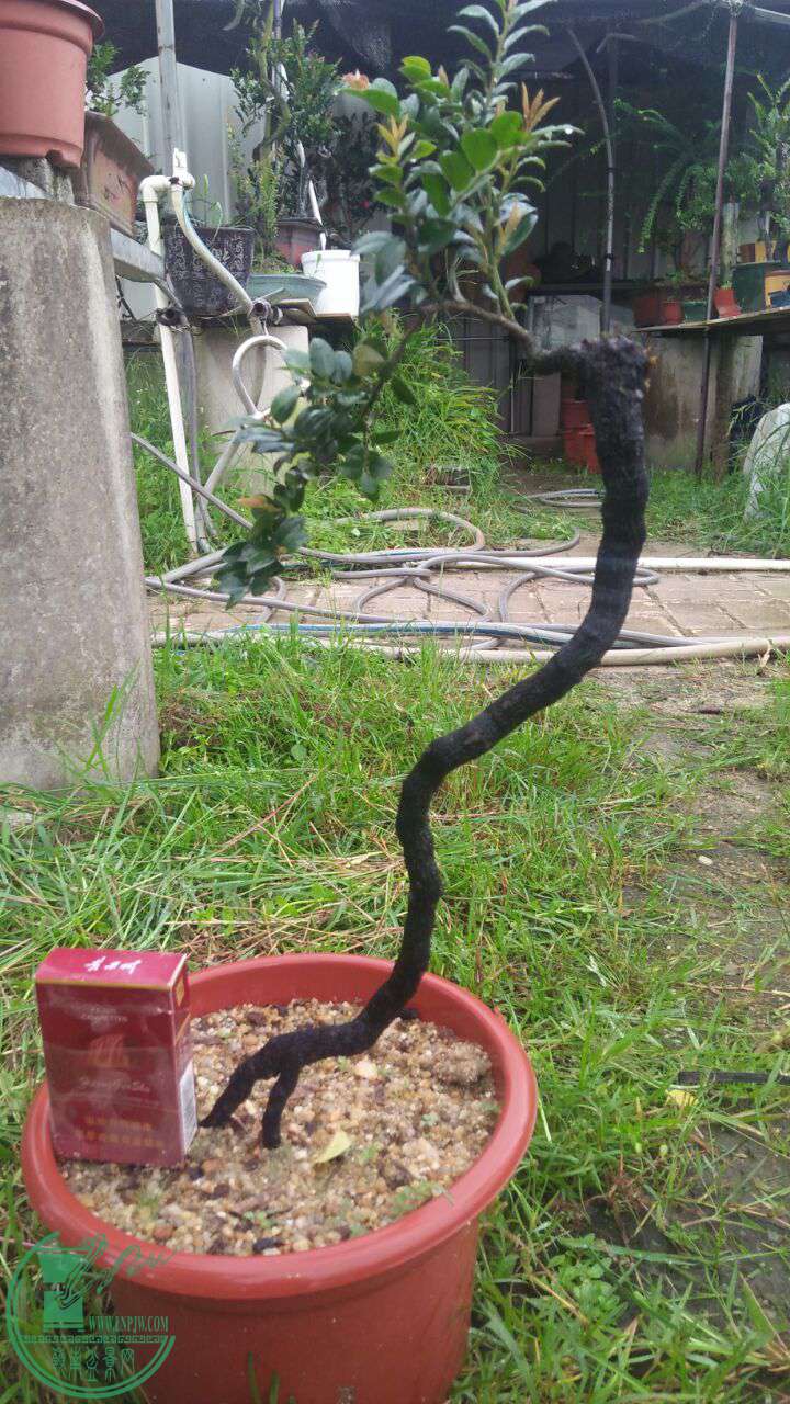 提根熟桩黑骨茶180省内包邮