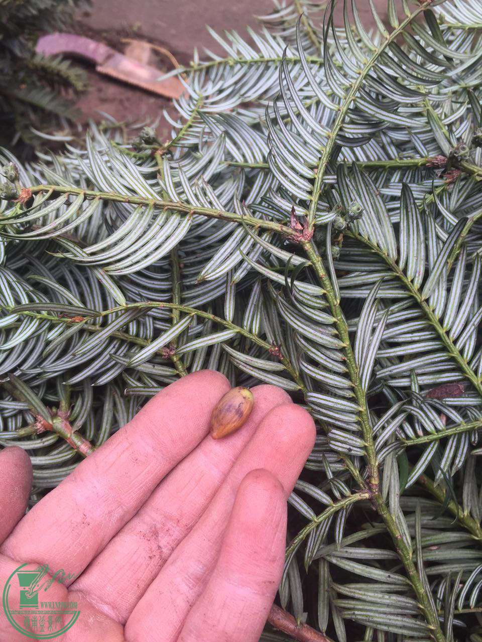 下山三尖杉180包邮