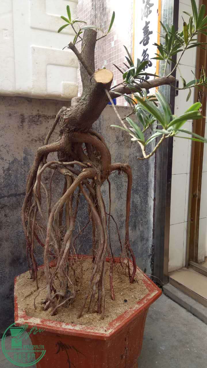 高提根罗汉松熟桩1900元包邮