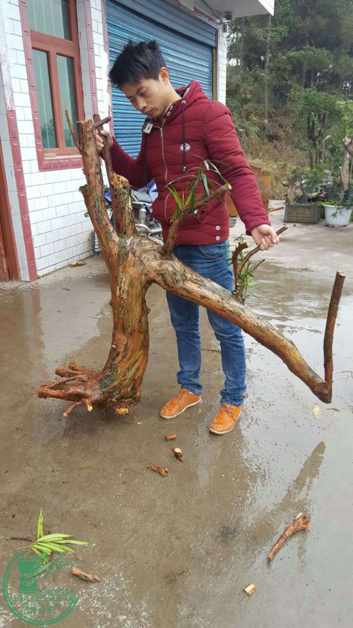 罗汉松下山桩出售