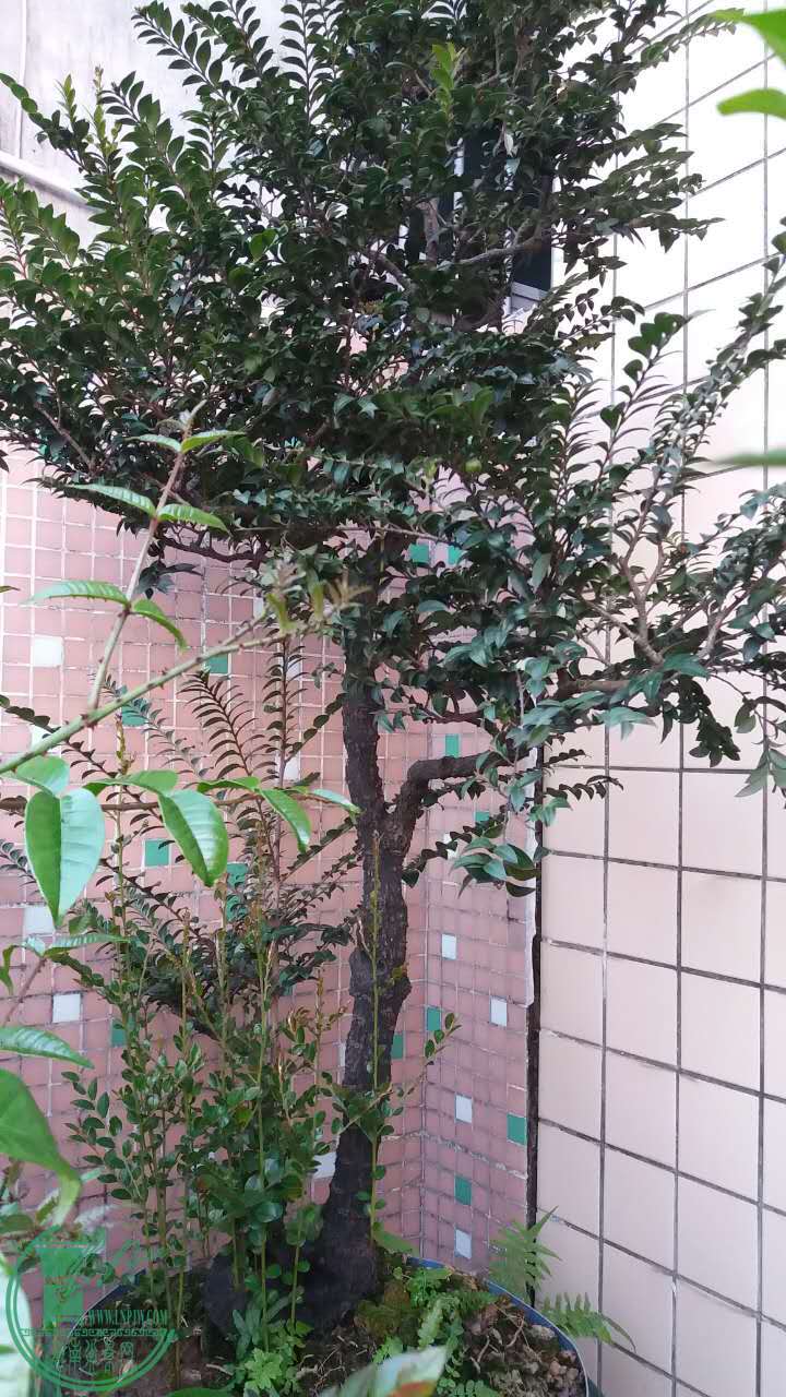 12月9日 出售2号黑骨香盆景
