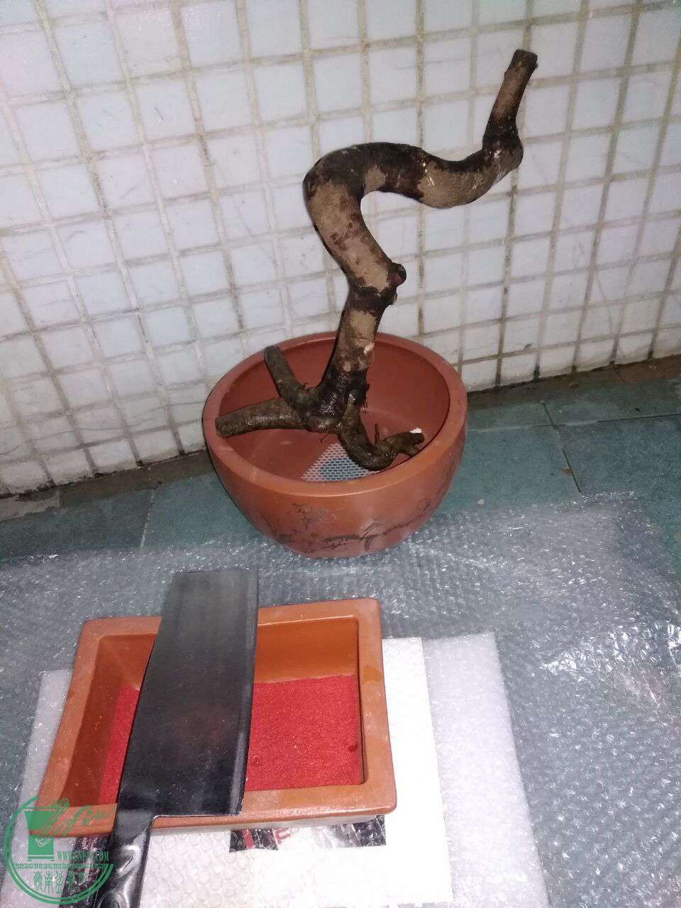 1010.jpg