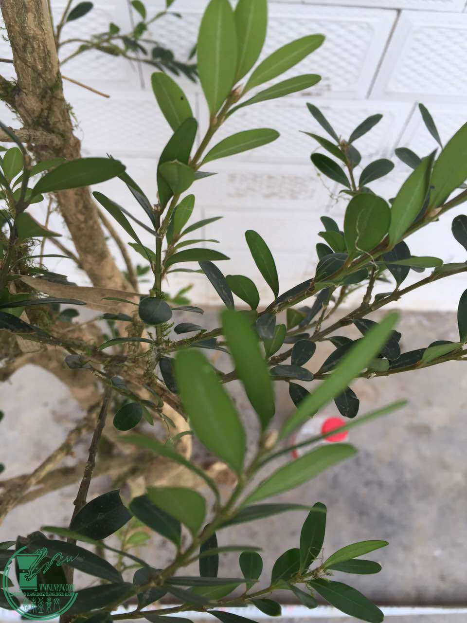 下山水黄杨两棵120包邮