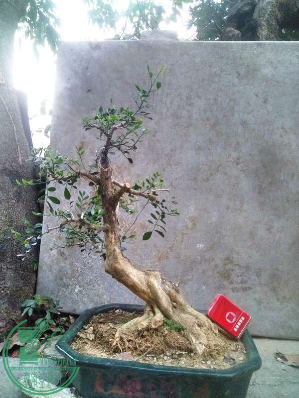 熟桩九里香280元 - 交易大厅 - 岭南盆景网 - powered by discuz!