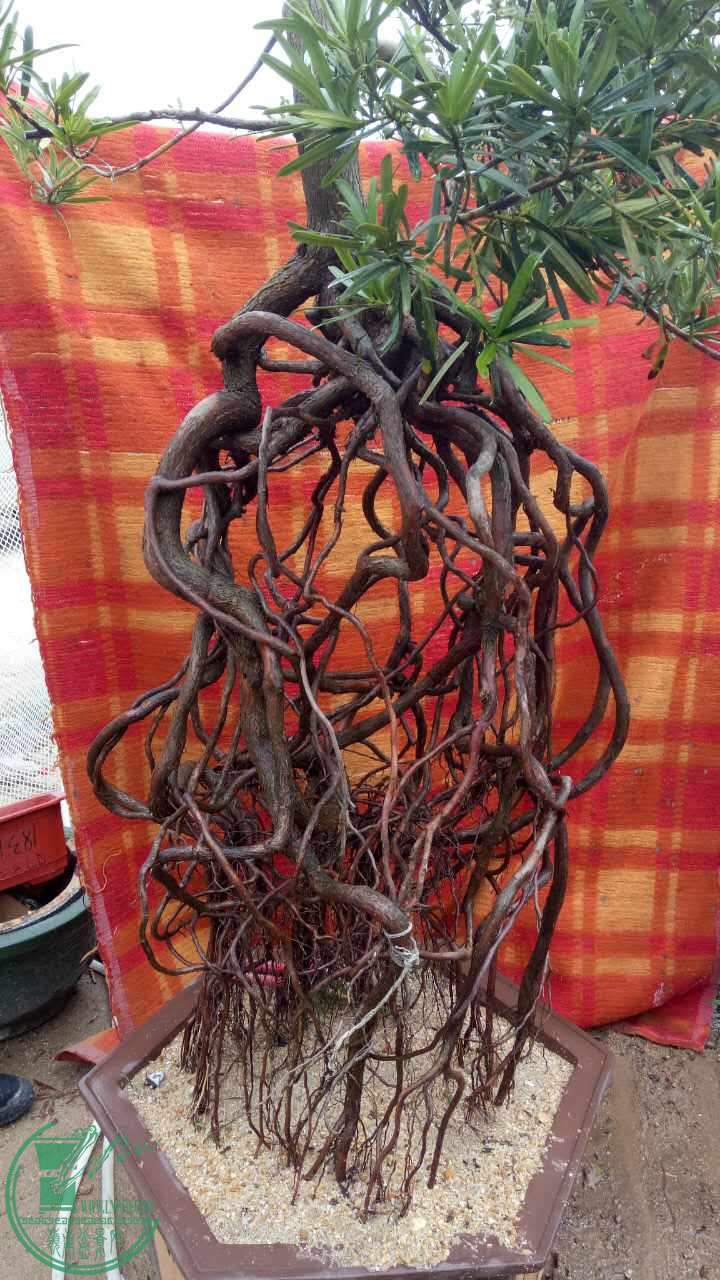 高提根罗汉松三万包邮