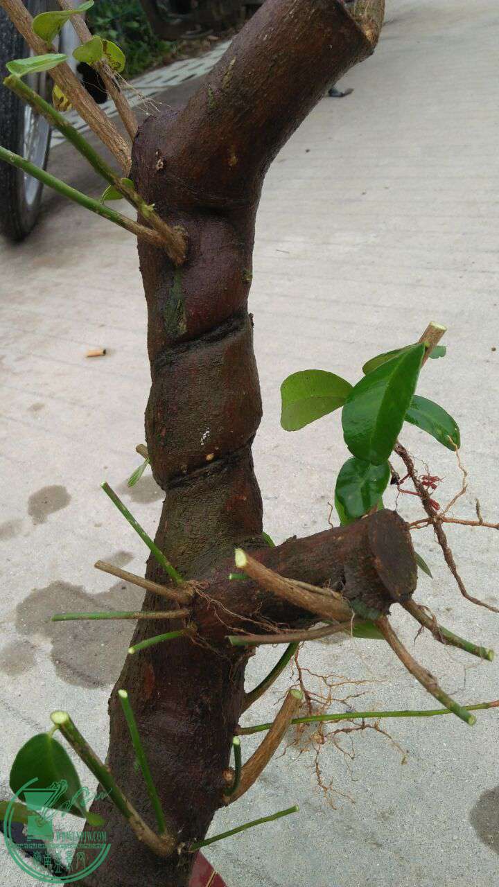 4号山桔500···一米长 - 交易大厅 - 岭南盆景