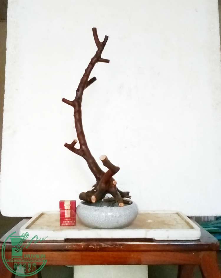 【3 月 29 日】雀梅,8棵.