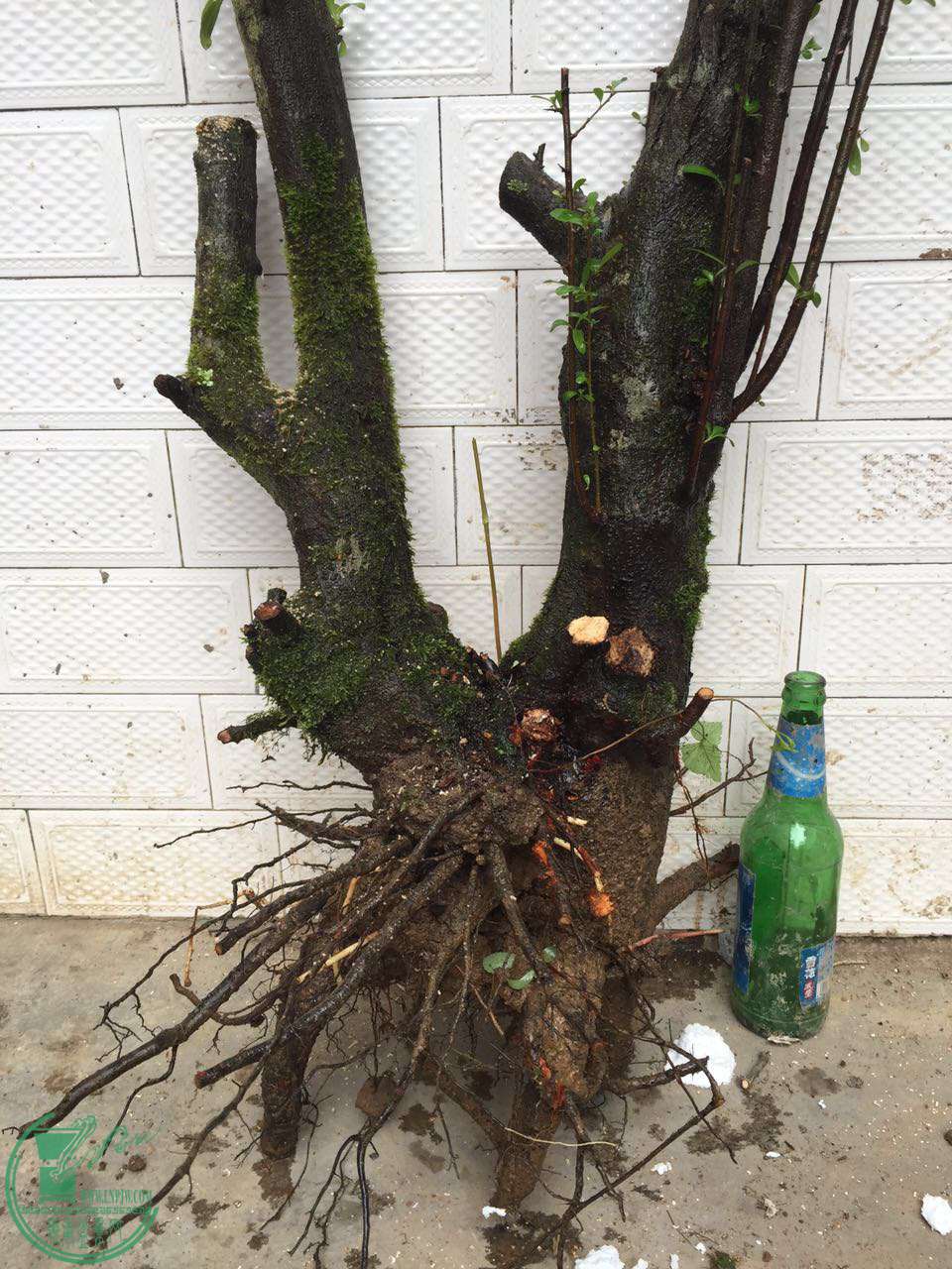 下山老桩火棘300包邮