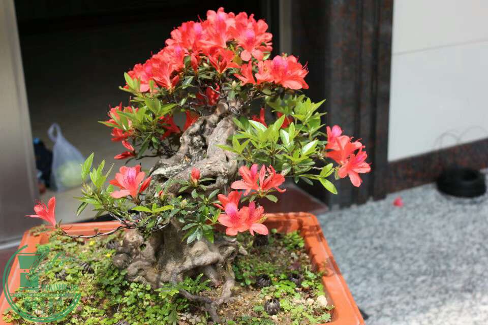 小叶红杨树盆景图片
