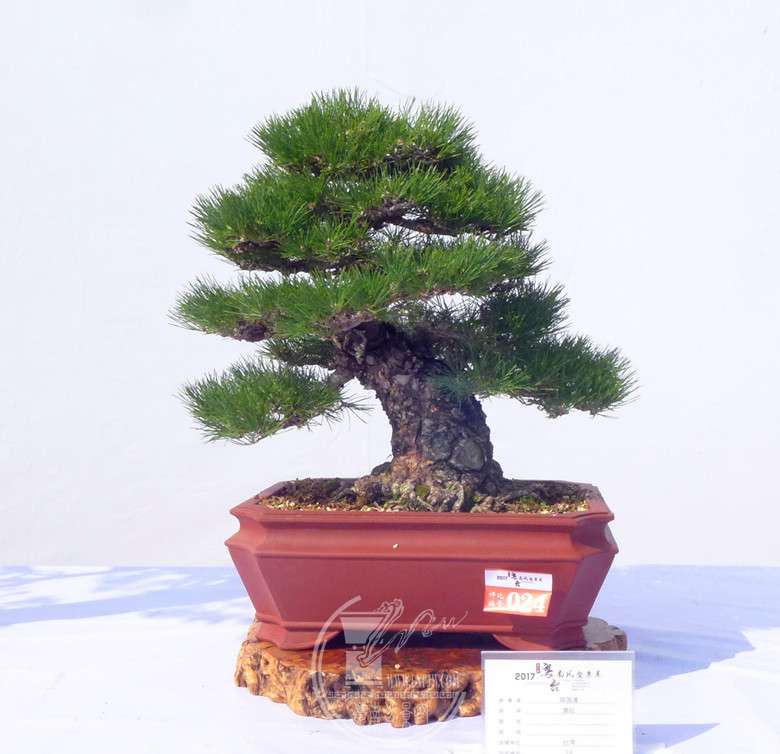 P1120824_.jpg