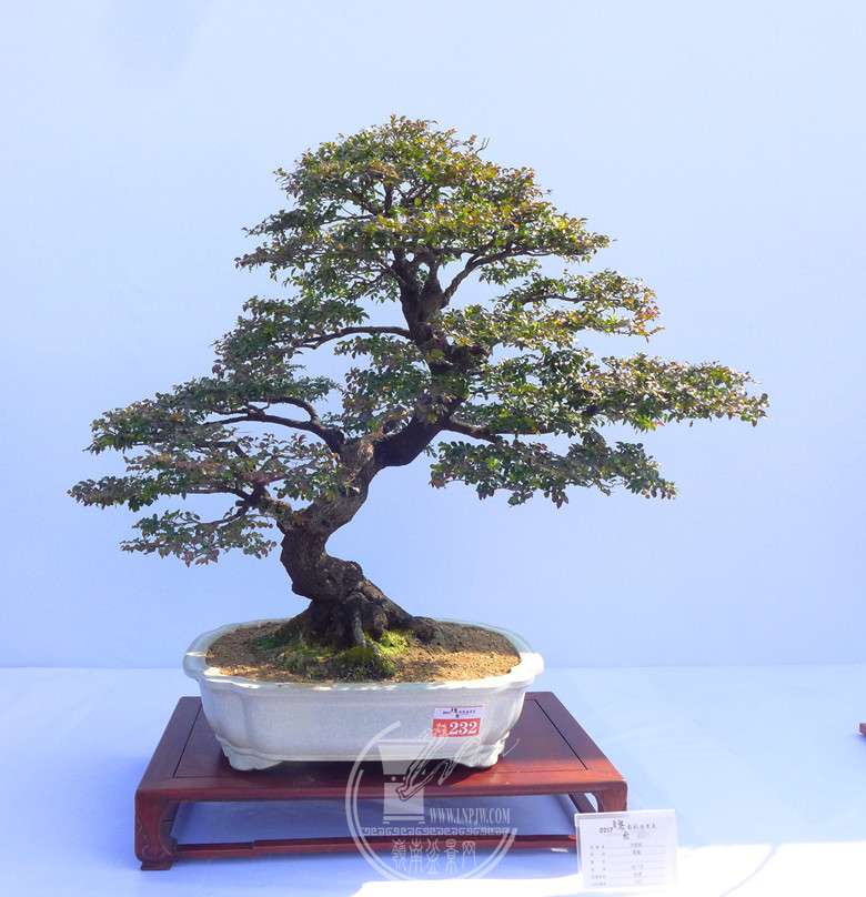 P1120890_.jpg