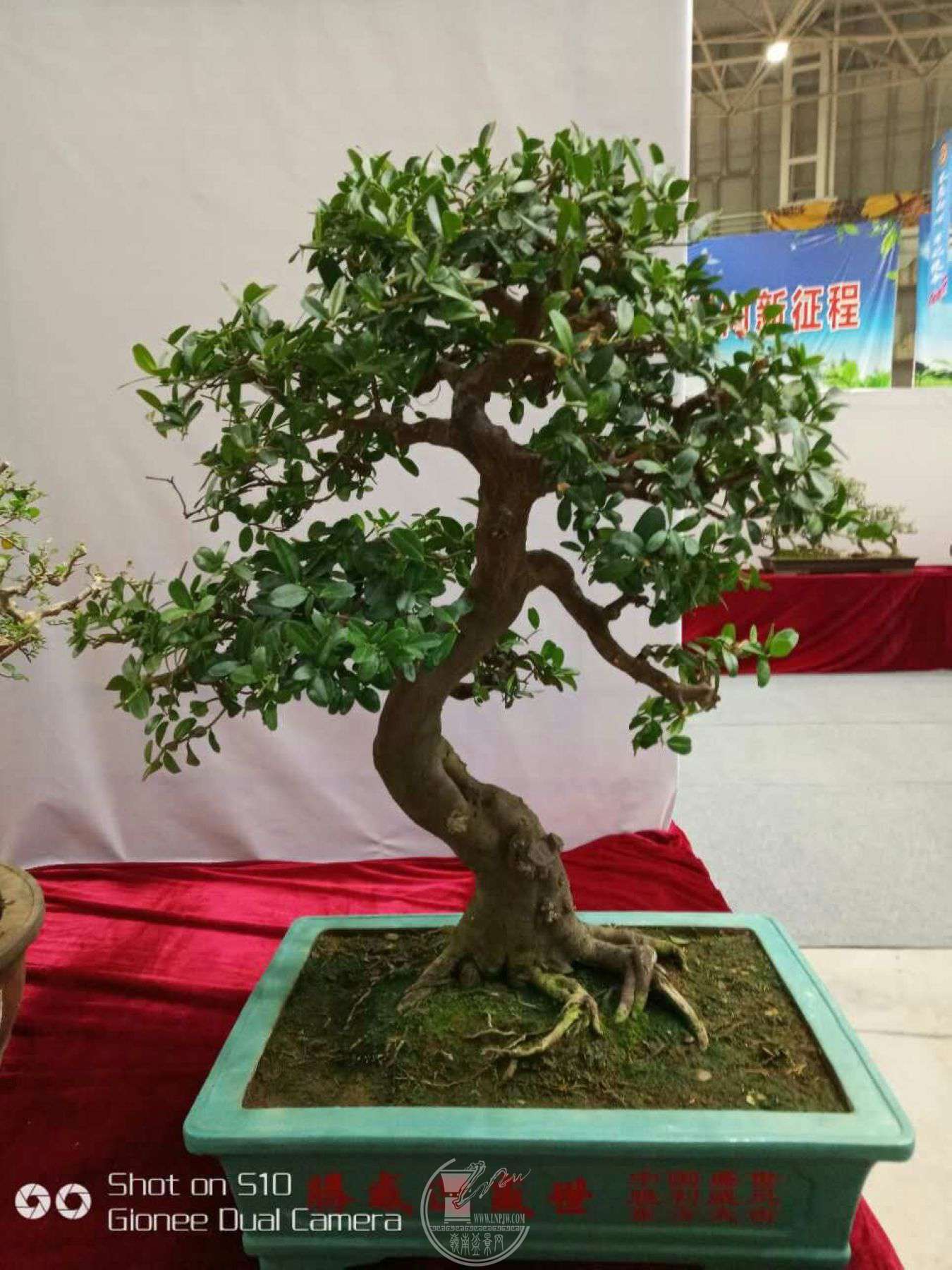 mmexport1514510179423.jpg
