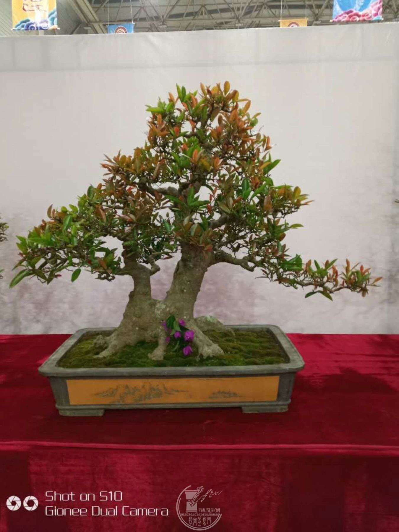 mmexport1514510217126.jpg