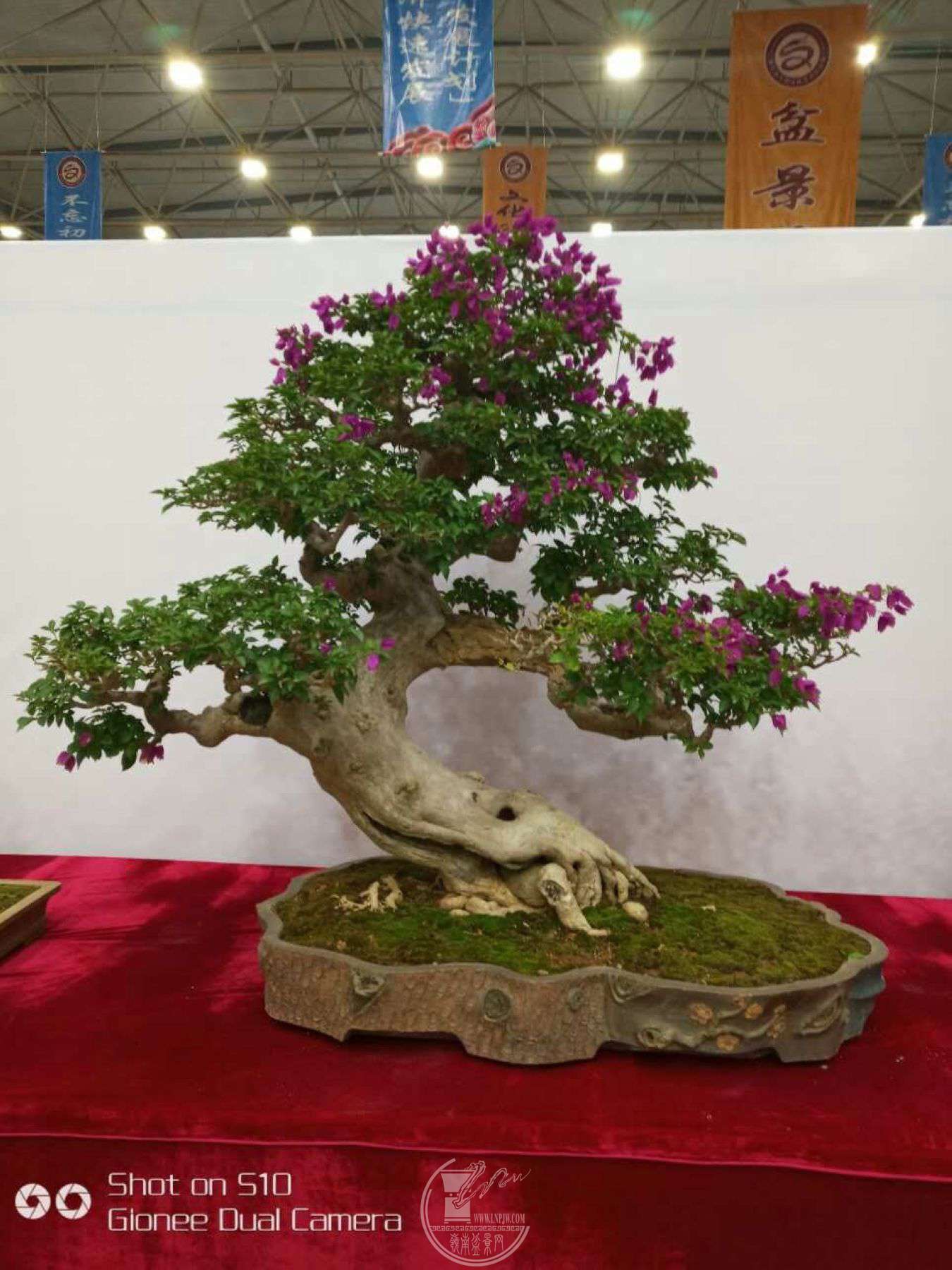 mmexport1514510237865.jpg