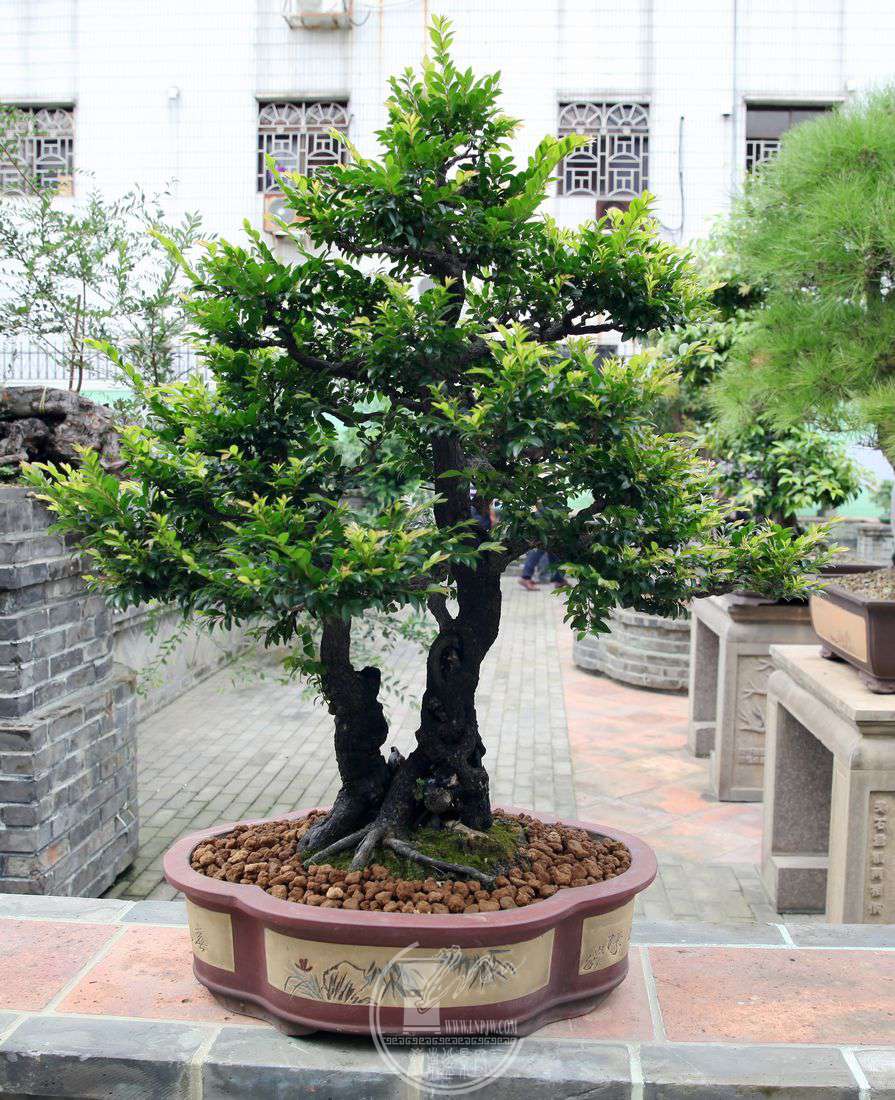黑骨茶