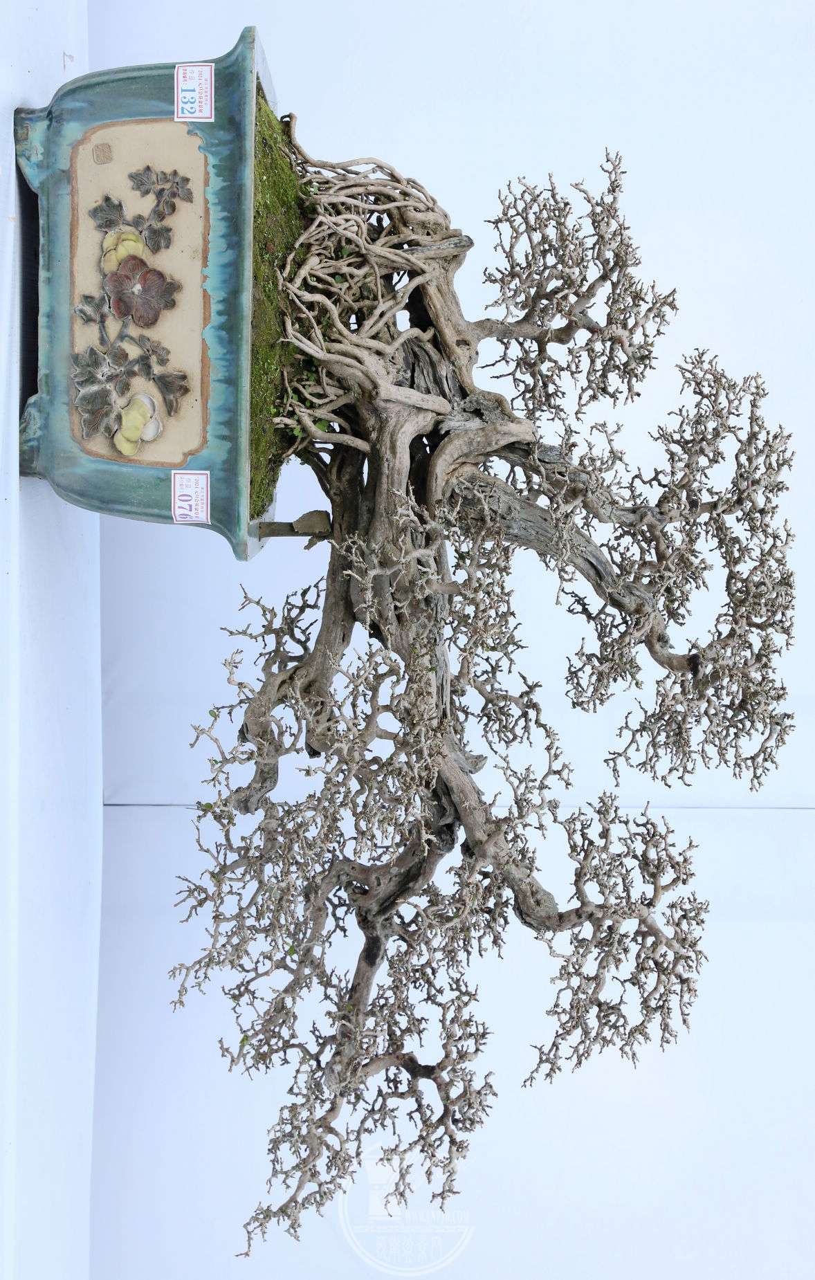 76         賤 66cm    裩     76cm          BG1A8074.jpg