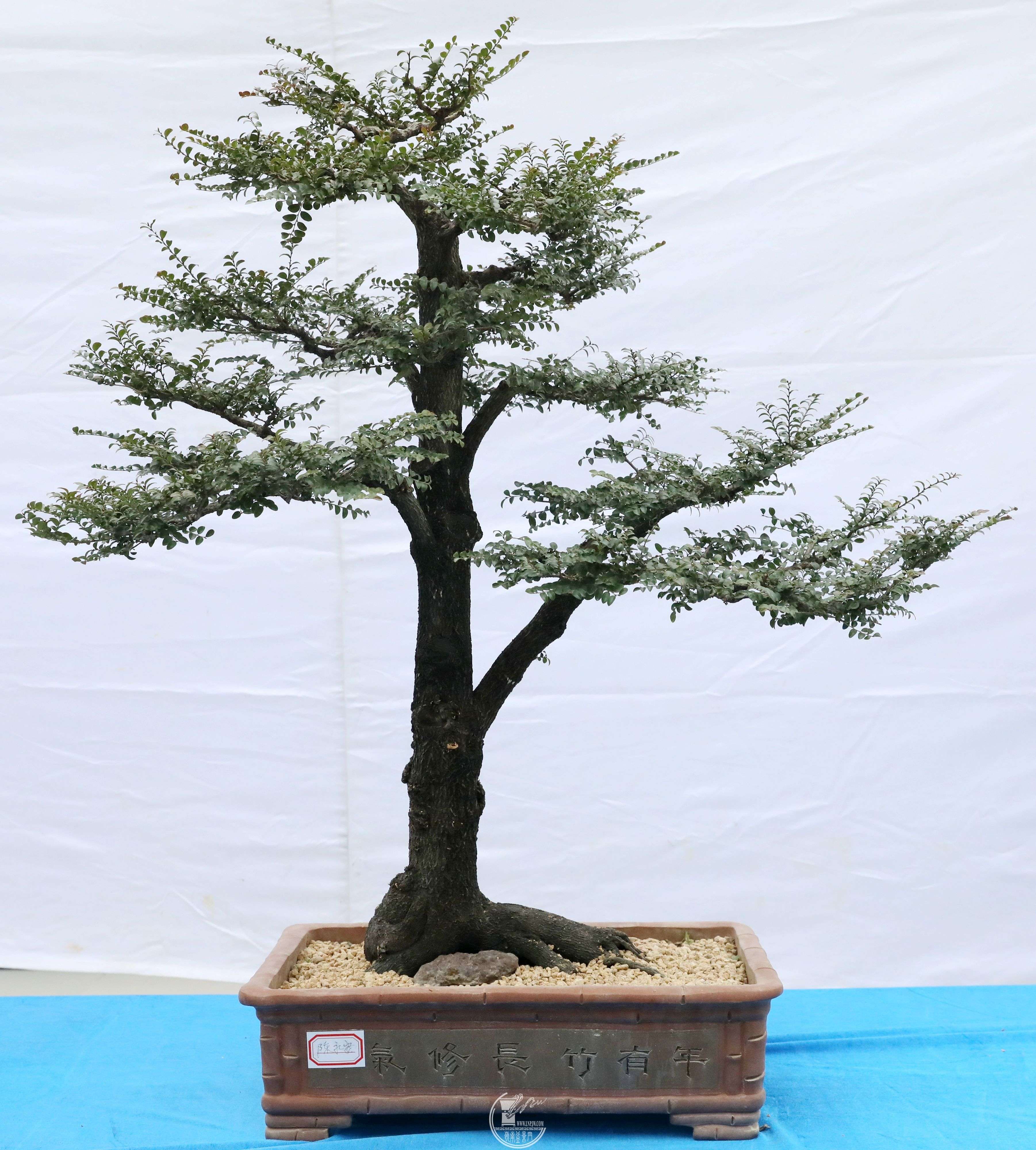   СҶ̴G1A9816.jpg