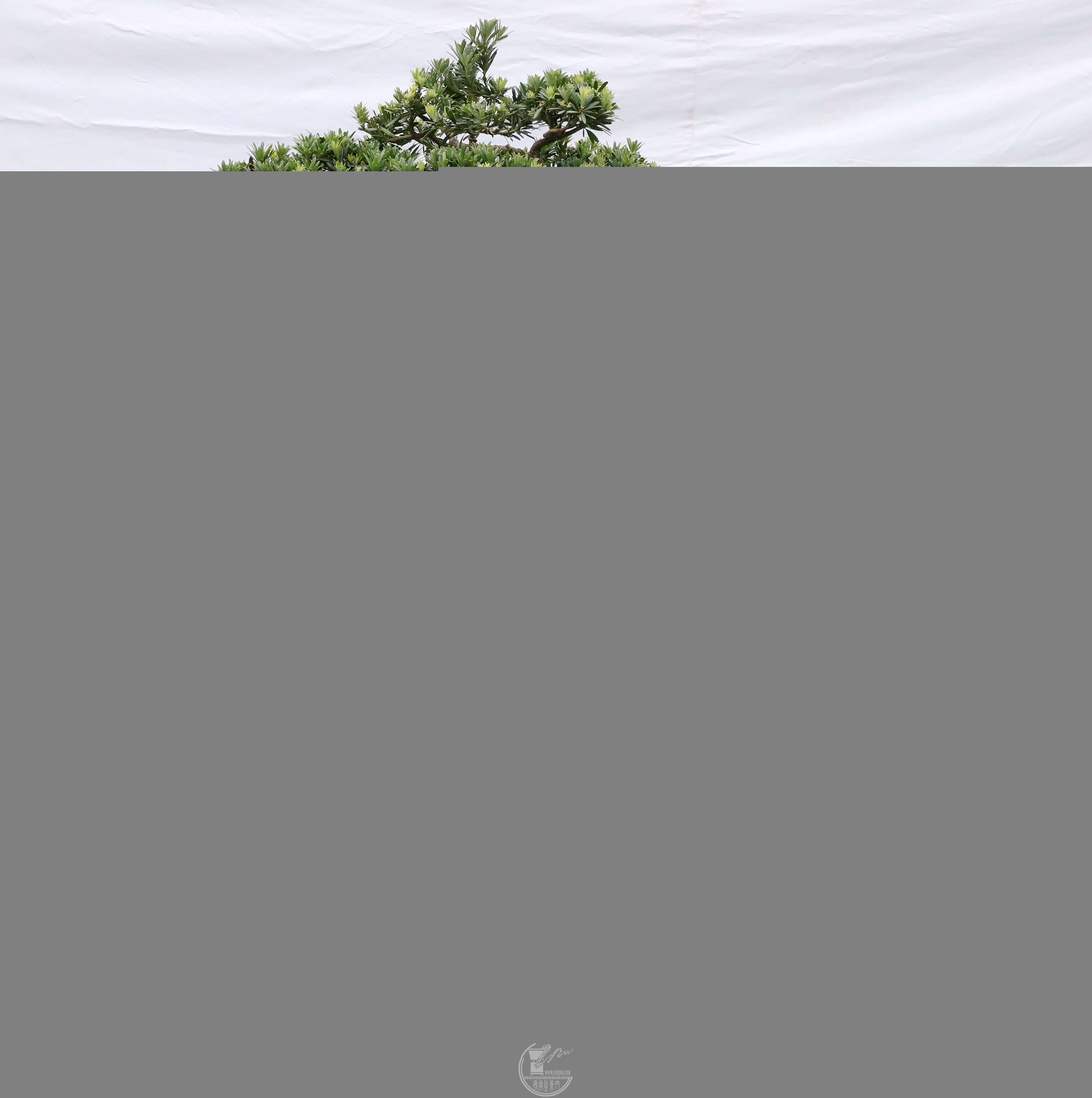 һн޺ɡBG1A9851.jpg
