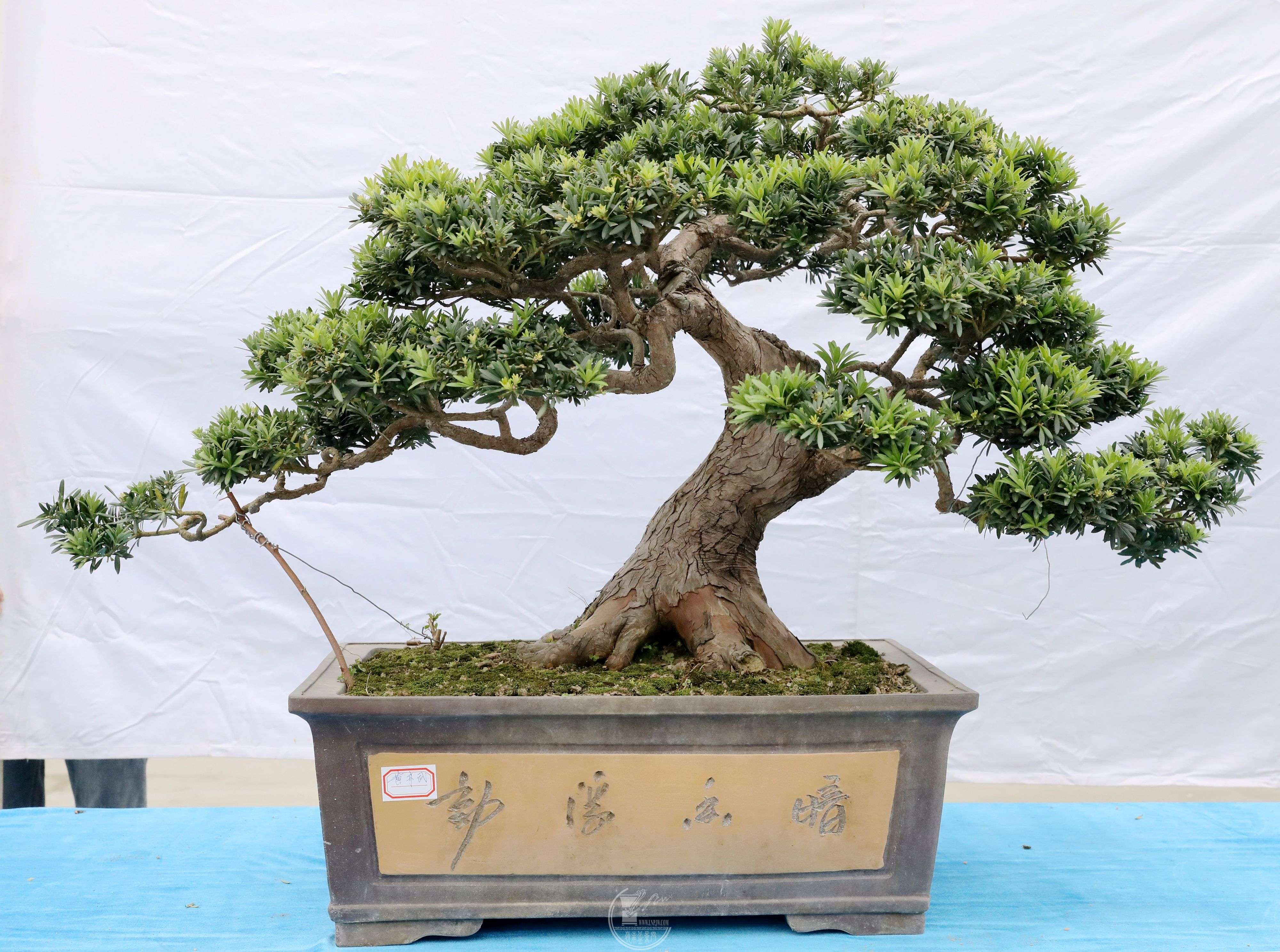 䣬޺ɡBG1A9853.jpg