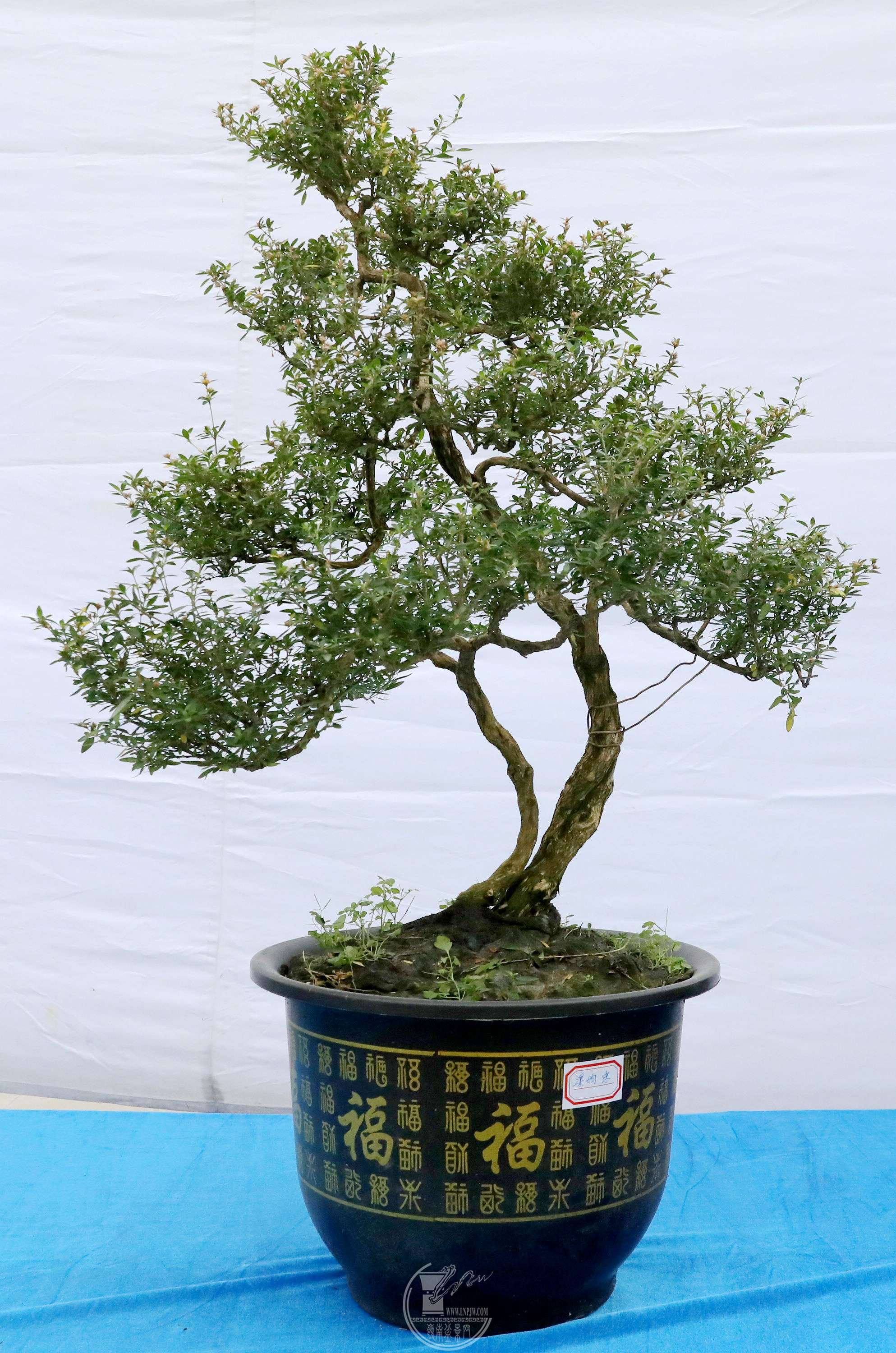 ңǡBG1A9788.jpg