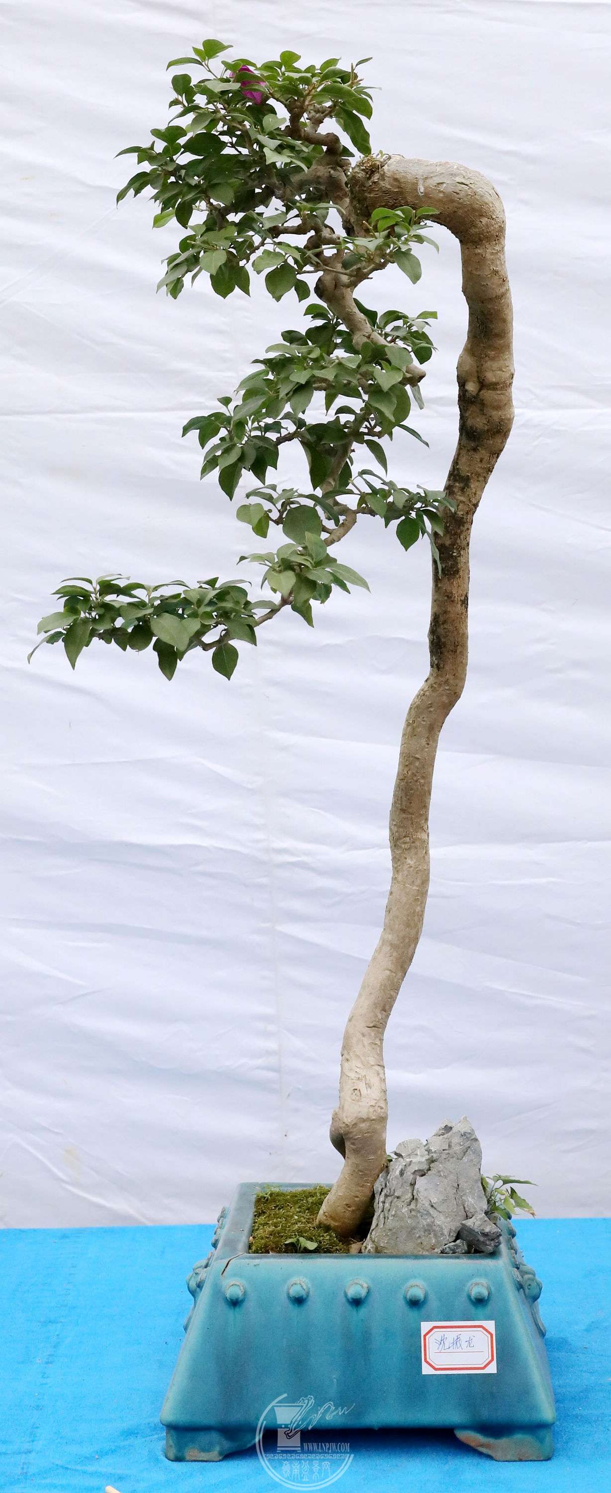  ÷BG1A9829.jpg